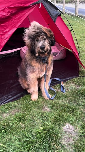 Brugha is not the outdoorsy type #bernedoodle #dogsoftiktok