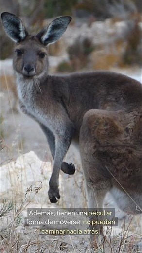 Los canguros: los atletas naturales de Australia! 🦘💨