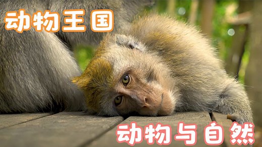 动物世界1/动物的世界真是美妙和自然和谐共生