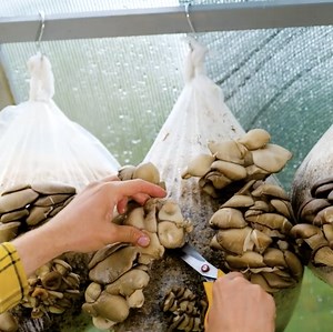 30K views · 40 reactions | How to grow your own mushrooms! | 5-Minute MAGIC | Facebook