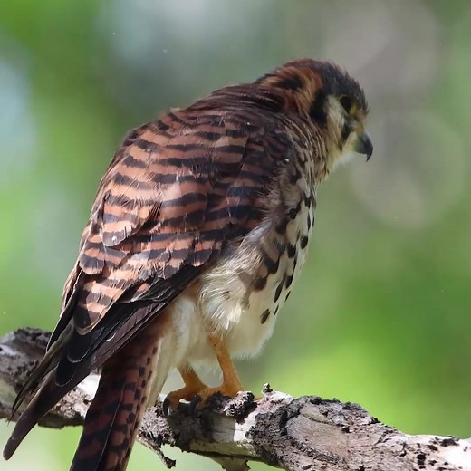 El cernícalo americano (Falco sparverius) Distribución: Habita gran parte de América, desde Canadá hasta Tierra del Fuego. En México se distribuye prácticamente en todo el territorio. Son de hábitat terrestre. La especie en el hemisferio norte presenta poblaciones en Canadá y Estados Unidos que pueden migrar durante el invierno a zonas del sur de Estados Unidos y México, compartiendo ambientes invernales con poblaciones residentes. Alimentación: Se alimenta de insectos, roedores, otras aves, anf