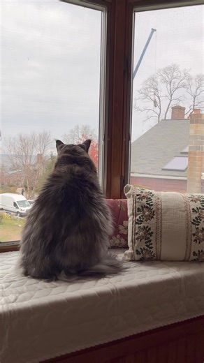 1.6K views · 278 reactions | That is the biggest cat toy I’ve ever seen in my life! Hey is that Randy?!? You got a job Randy! Good for you! You has tons of experience being tied to a fishing line! | Jacks Bear and Little Buddy | Facebook