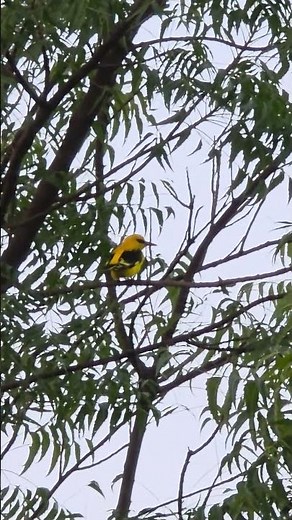 Indian Golden Oriole Male | Stunning Yellow Beauty in Nature | Escape Into The Wild