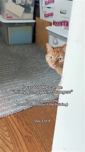 Caring for KC: The Grumpy Yet Charming Orange Cat