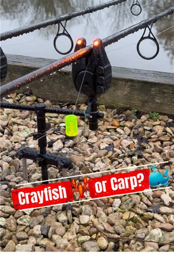 Crayfish or Carp? The Fishing Dilemma Explained