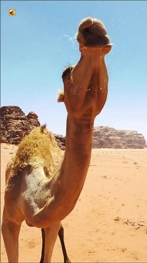 Camel Sounds: Grunts, Moans, and Roars