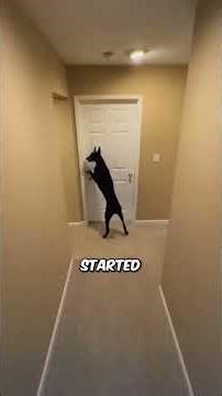 A Deaf Dog Saved a Child’s Life And Left Doctors Speechless 🐕💔