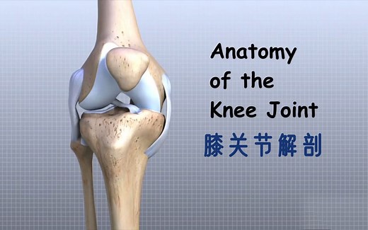 膝关节结构讲解