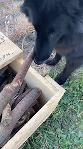 36K views · 344 reactions | Tis the season of giving and goodwill to all pups  | Metro | Facebook