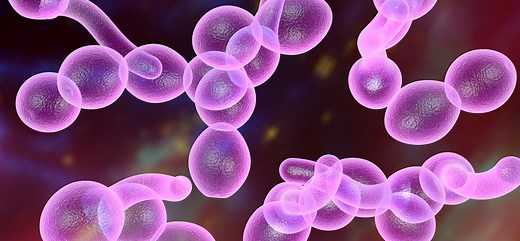 Candida IgA, IgM, IgG Blood