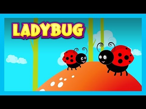 LADYBUG - Nursery Rhymes For Kids || English Poems For Kids - Animated Videos