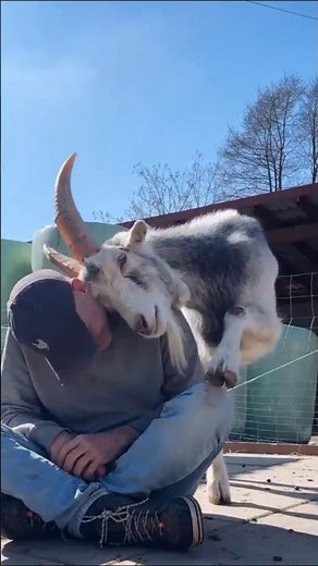 Small animal to Big animal transformation #shorts #tranding #animals #viral #pets