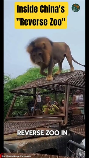 What Happens When Humans Are Caged and Animals Are Free? #documentary#usashorts#fyp