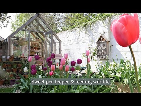 Tidying up and creating a sweet pea teepee & a glimpse into my back garden wildlife