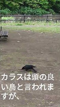 カラスの巣作り 素材集め