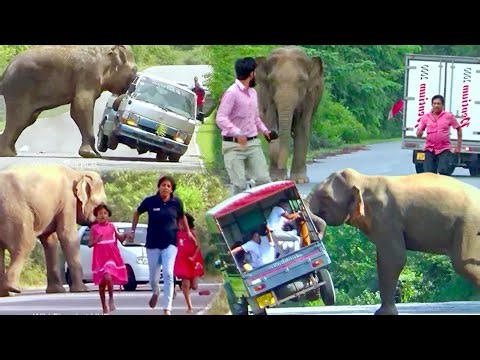 World Most Terrible Elephant Attack Encounter.