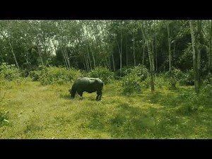 Bull Eating Grass | Calm Nature Video for Kids and Family 🐂