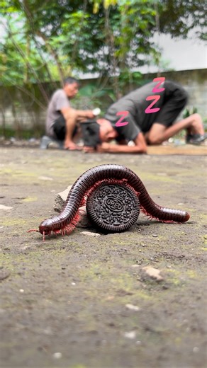Don’t disturb my rest, I hope that with this Oreo, the millipede won’t come near me #millipede