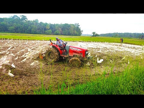 Traditional Paddy Cultivation Sri Lanka | Preparing Padi Fields For Rice Making