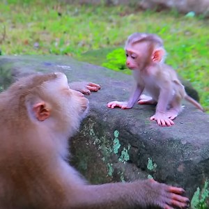 Sweetie baby monkey morning routine starts with mummy hugs and jungle sunshine ☀️🐒💞 | Monkey's Story