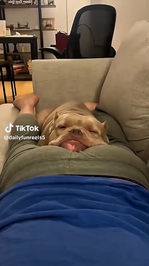 Hilarious Dog Reactions to Fart Pranks
