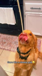 small bite🐶🤣🤣#dog#funny#funnyanimals#funnypets#animals #dogsofttiktok #pet #foryou #longervideos | Dogs care