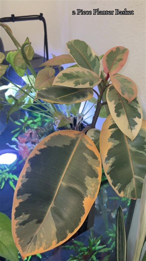 Fish Bish (@fish_bish)’s video of basket weaving