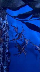 This Isn't CGI; It's Real | The Ocean's Mythical weedy sea Dragon is Real