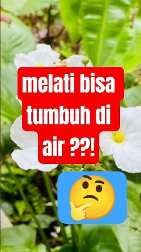5 jenis bunga paling unik bentuk dan namanya #kuistebakgambar