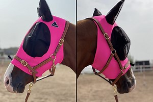 5 Horse Fly Masks To Prevent Insects and Sun Damage To Your Horse's Eyes