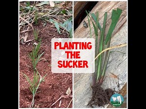 Cattle feed in Ghana: Semanhyia Grass- Planting the sucker