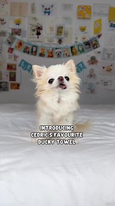 The MOST popular dog bath product we have ever created 💛 It sold out in just two days when we first launched it and for a good reason 😉 It’s functional, unique and super cute 🥰 Now we are fully stocked in TWO different sizes for small and medium sized pets 😉 Make sure to grab yours before they’re gone again 🥰🐾🐶💦🛁💛...#chihuahuabathweek #chihuahuacedric #cutedog #チワワ #smalldogs #tinydog #chihuahuas #dogbath #dogbathtime #dogbathing #dogbaths #bathdog#dogapparel | Tiny Chihuahua Cedric