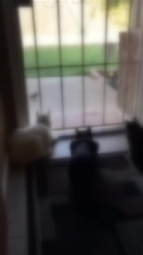 Snort Laugh Guaranteed: The Funniest Meme Clip You'll See Today 😂