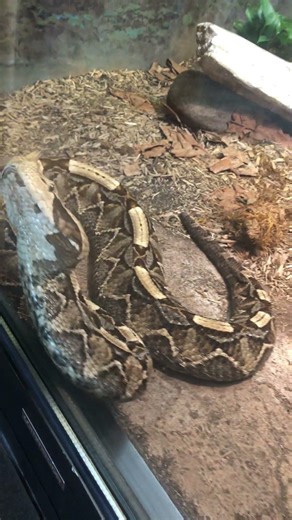 Gaboon Viper found in West Africa, Toronto Zoo