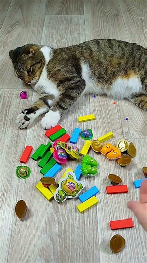 A cute moment between the cat and the colorful rectangular teaching AIDS#The little cat in