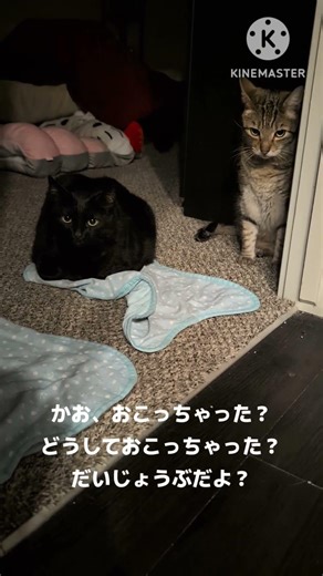 外で物音を聞いたブブとボボイ/ Bubu and Boboi heard something outside and they are very cautious now.