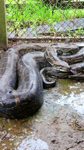 Big Python Rescue in Urlabari, Nepal