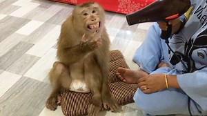 Jason Lively Grinning Docile To Dry Fur After Take Morning Bath | Monkey Jason
