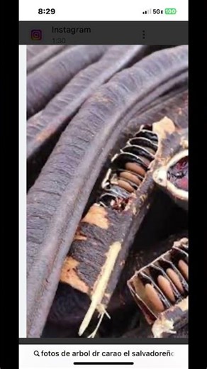 The Carao tree is very good for curing anemia.