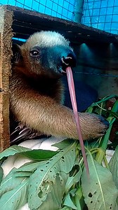 The Dodo on Instagram: "Woman raises baby anteater to go back to the wild 💚 (🐜: @merazonia_refuge)"