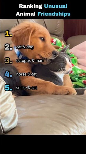 Animals with unusual friends ✨ #funny #cute #pets #shorts