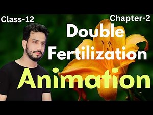 Double Fertilization Animation/Class-12/Ch-2/Sexual Reproduction in Flowering Plants.