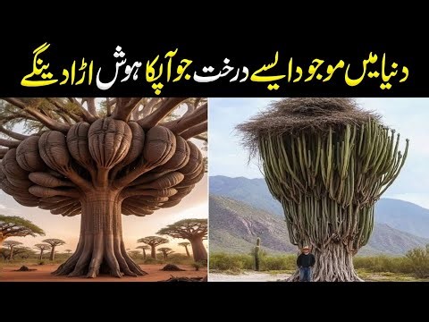 10 of the Most UNBELIEVABLE Trees on Earth You Won't Believe Exist