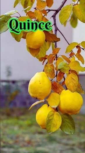 Quince: The Sweet and Astringent Fruit That's Perfect for Fall