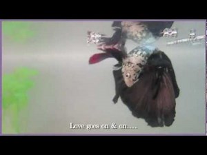 Betta (fighter) fish breeding.mov