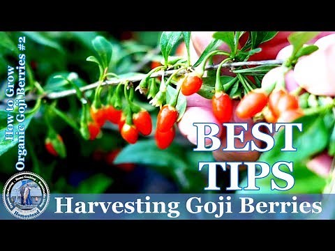 Harvesting Goji Berries (Best Tips)