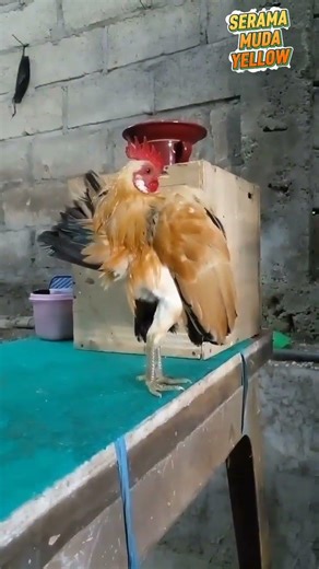 muda yellow 💛 #seramachicken #ayamserama #seramalogam #farm #birds #ayamhias #ornamentalchicken