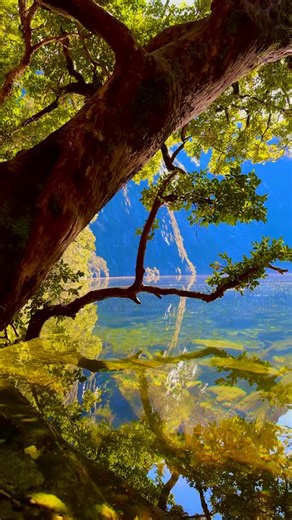 📍 Laguna Triángulo – Parque Nacional Alerce Andino 🌳 Aproximadamente 18 km de trekking que valen cada segundo 😍 🎥_katrip #xregiondeloslagos #trek #trekking #chile #trendingvideo | Cityplan Chile