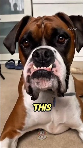 #DeadlyDogs 9 Killer Dogs That Can Tear You Apart in Seconds! ⚠️ Beware of #1