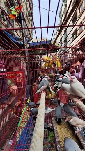 Java Sparrow Paradise | Beautiful Finches | পাখির কেল্লা | #shortvideo #birds #shorts